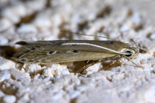 Limnaecia phragmitella